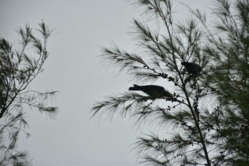 Obraz premium Crows perches on a tamarisk tree branch under a cloudy sky