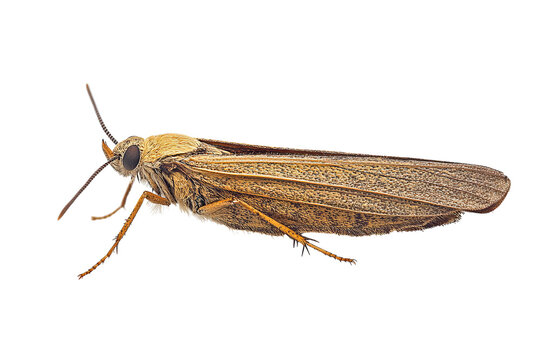 Detailed macro photograph of a caddisfly insect with intricate wing patterns isolated on transparent background