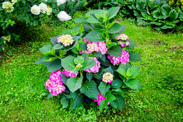 Hydrangea bush (Latin Hydrangea) with beautiful pink flowers on a background of green leaves. Flora plants flowers.