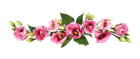 Pink eustoma flowers in a line floral arrangement isolated on white or transparent background