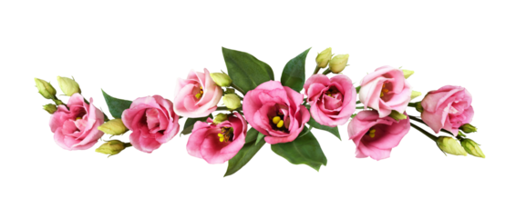 Pink eustoma flowers in a line floral arrangement isolated on white or transparent background