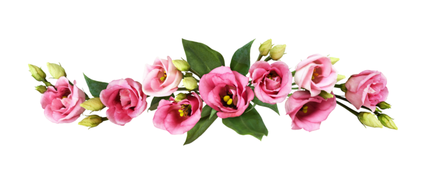 Pink eustoma flowers in a line floral arrangement isolated on white or transparent background