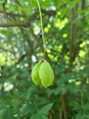 Staphylea fruit pod hanging among green foliage. Unripe green fruit of a Staphylea plant hanging from a branch in a leafy woodland area, typical for late spring or summer
