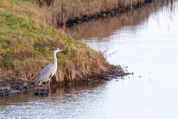 Graureiher am Bodden vor Zingst.