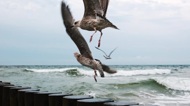 Two Seagulls Sitting On Wooden Groynes At Baltica