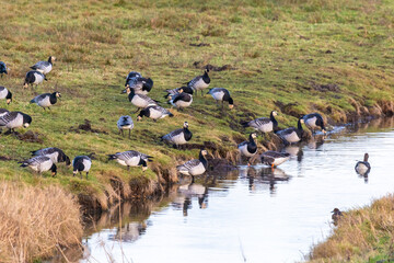 Nonnengänse auf den Sundischen Wiesen bei Zingst.