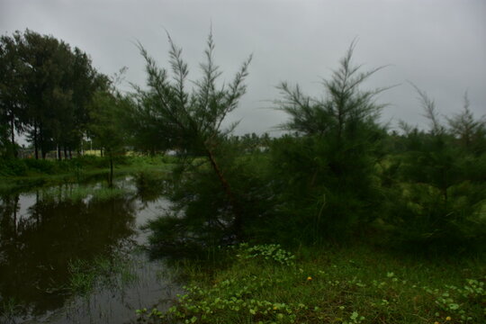Lush green field with tamarisk trees and a small pond under a cloudy sky.