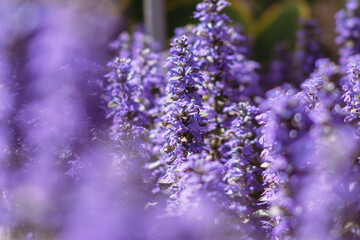 ラベンダーの風に包まれて