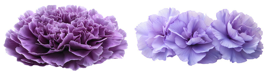 Purple carnation isolated on a transparent background