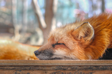 森にとけこむキツネ
