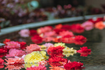水面に咲く薔薇の夢