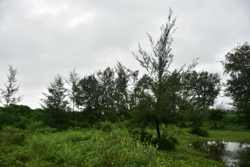 Lush green field with tamarisk trees and a small pond under a cloudy sky.