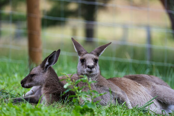 草のベッドで昼寝中