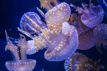 漂う夢、ゆらめく命