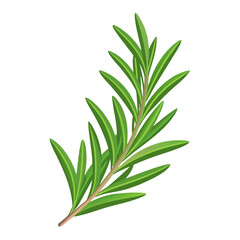 Fototapeta premium aloe vera isolated on white