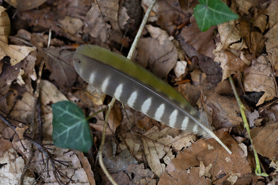 secondary wing feather of a European green woodpecker (Picus viridis) found on the forest ground 