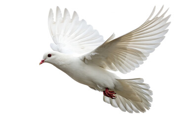 Fototapeta premium Dove bird Isolated on White Background – Symbol of Freedom and Peace.