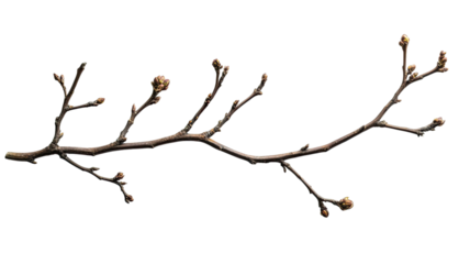 Title: Long Thin Dead Tree Branch with Multiple Natural Offshoots Isolated on White Background