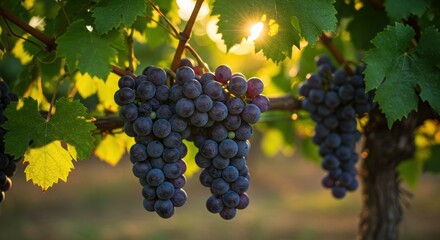 Fototapeta premium Sunlit clusters of dark grapes hang heavy among leaves in a vineyard at golden hour