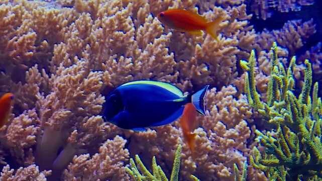 Brightly colored exotic fish swim between corals on the seabed