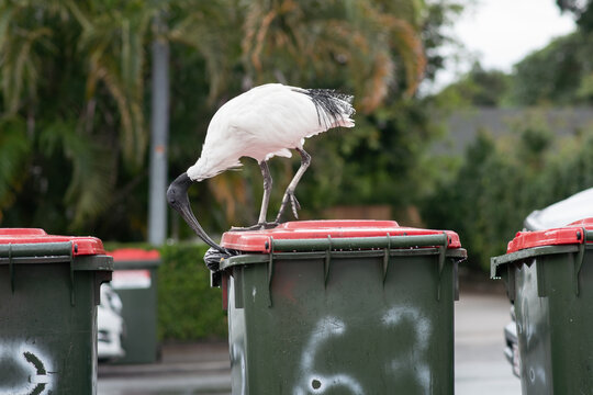 ibis being a bin chicken, still a beautiful elegant local bird