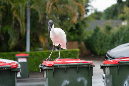happy ibis trying to get into a bin