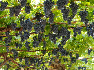 Traditional viticulture in the Fergana Valley, Uzbekistan. Grapes are grown on overhead trellises...
