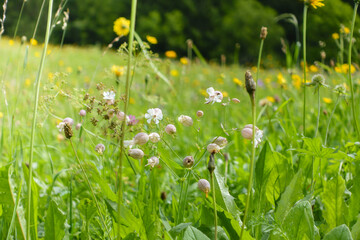 Blumen- und Kräuterwiese im Sommer