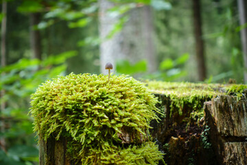 Pilz auf moosigem Holzstumpf
