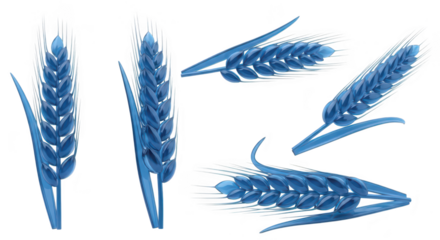 Isolated blue wheat ears on a white background showcasing botanical elements for food industry or design assets