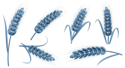 Isolated blue wheat sprigs arranged on a white background suitable for design elements illustration and food-related themes