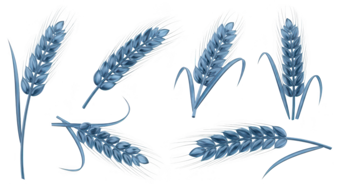 Isolated blue wheat sprigs arranged on a white background suitable for design elements illustration and food-related themes