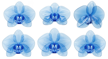 Blue orchids arranged on a white background showing different bloom stages perfect for decorative designs and botanical illustrations