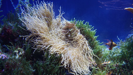 Coral Reefs and Marine Life: A Colorful World Beneath the Ocean and the Ethereal Beauty of Jellyfish