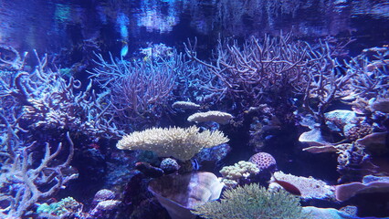 Coral Reefs and Marine Life: A Colorful World Beneath the Ocean and the Ethereal Beauty of Jellyfish