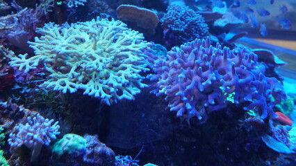 Coral Reefs and Marine Life: A Colorful World Beneath the Ocean and the Ethereal Beauty of Jellyfish