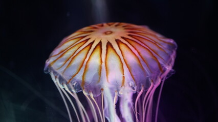 Coral Reefs and Marine Life: A Colorful World Beneath the Ocean and the Ethereal Beauty of Jellyfish