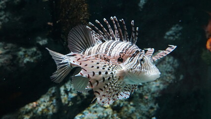 Coral Reefs and Marine Life: A Colorful World Beneath the Ocean and the Ethereal Beauty of Jellyfish