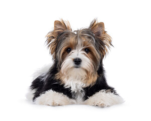 Cute Biewer Yorkshire Terrier dog, laying downfacing front. Looking towards camera. Isolated on a white background.