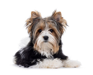 Cute Biewer Yorkshire Terrier dog, laying downfacing front. Looking towards camera. Isolated on a white background.