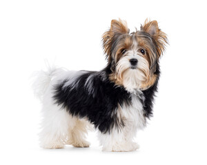 Cute Biewer Yorkshire Terrier dog, standing side ways. Looking towards camera. Isolated on a white background.