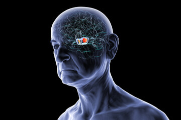 Human brain with highlighted substantia nigra, 3D illustration.
