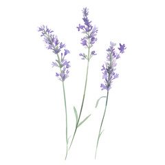 Obraz premium Watercolor Lavender Flowers Illustration