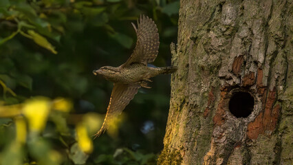Wendehals fliegt zur Futtersuche