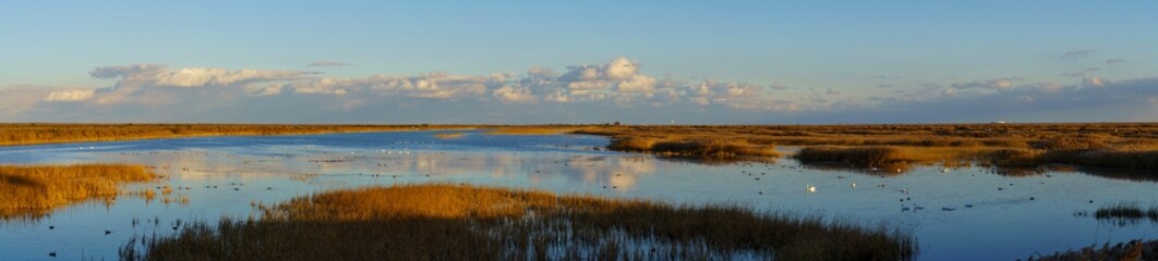 On a sunny winter day, the ecological wetland is home to many wild birds in the lake