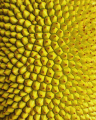 Organic Jackfruit peel with green skin texture and fresh sunflower seeds