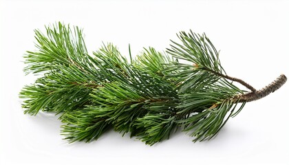 isolated swiss stone pine branch on a white background