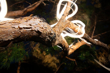 Tree Bark Texture with Light Trails at Night