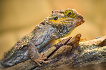 Fototapeta premium Portrait of a Central Bearded Dragon on a branch in a terrarium in a vocational high school. Pogona vitticeps, Touraine, Indre et Loire 37, région Centre Val de Loire, France, European Union, Europe