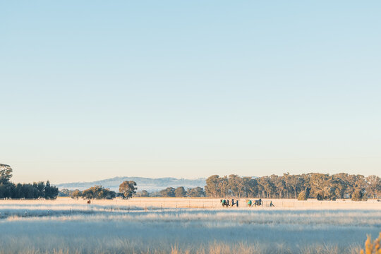 Rural Australian landscape in winter with horses wearing rugs in the distance